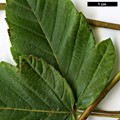 SpeciesSub: subsp. sterculiaceum